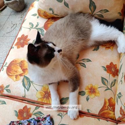 Photo 1/1 Chat retrouvé Perdu à La madeleine