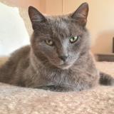 Photo de chat perdu à Saint Amand Les Eaux