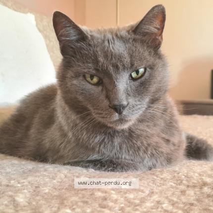 Photo de chat perdu à Saint Amand Les Eaux