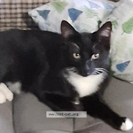 Photo 1/1 Chat trouvé Trouvé à Spanaway