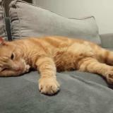 Photo de chat perdu à Lalevade D Ardeche