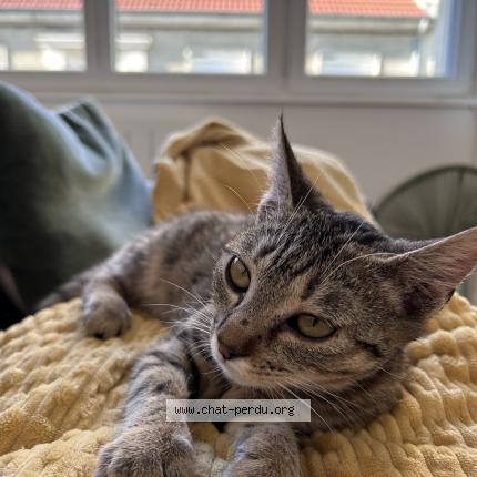 Photo 1/1 Vaiana Chat perdu à Le creusot