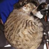 Photo de chat perdu à Belligne