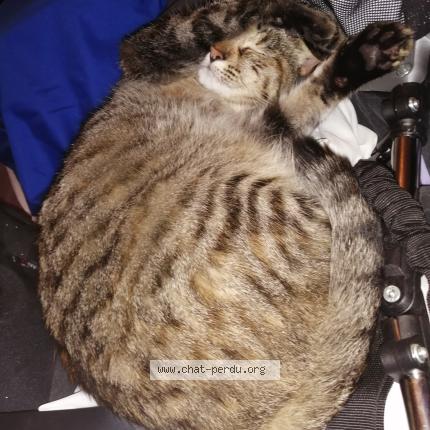 Photo 1/1 Chat retrouvé Perdu à Belligne