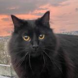 Photo de chat perdu à Quito