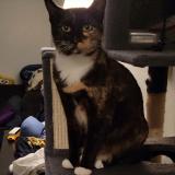 Photo de chat perdu à Seatac