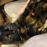 Photo de chat perdu à Plougastel Daoulas