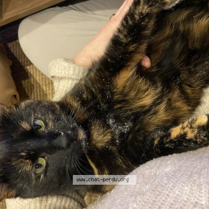 Photo 1/1 Chat retrouvé Perdu à Plougastel daoulas