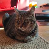 Photo de chat perdu à Fontainebleau