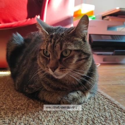 Photo 1/1 Chat retrouvé Perdu à Fontainebleau