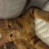 Photo de chat perdu à Yves