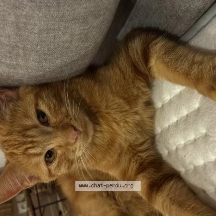 Photo 1/1 Chat retrouvé Perdu à Yves