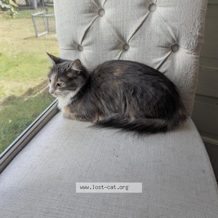 Photo 1/1 Luna Chat perdu à Oneida