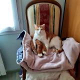 Photo de chat perdu à Saint Laurent Sur Mer