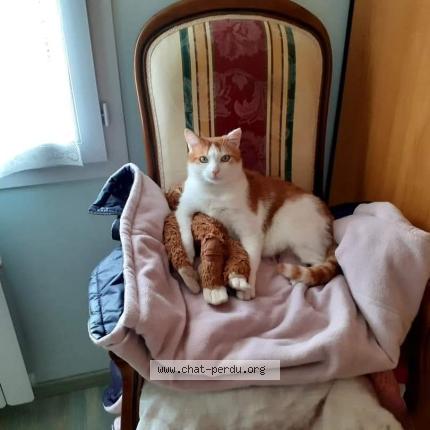 Photo 1/1 Benjy Chat perdu à Saint laurent sur mer