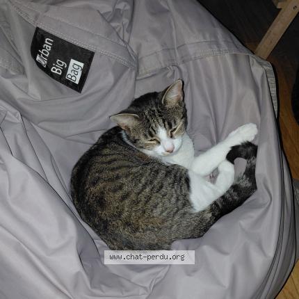 Photo de chat perdu à Bordeaux