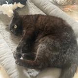 Photo de chat perdu à Darnetal