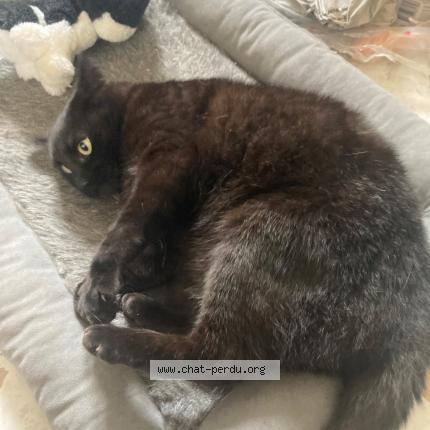 Photo 1/1 Chat retrouvé Perdu à Darnetal