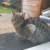 Photo de chat trouvé à Grigny