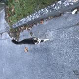 Photo de chat trouvé à Podensac