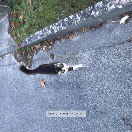 Photo 1/1 Chat retrouvé Trouvé à Podensac