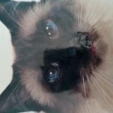 Photo de chat perdu à La Crau