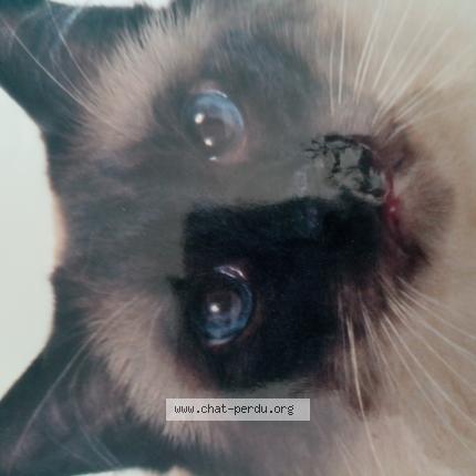 Photo 1/1 Chat retrouvé Perdu à La Crau
