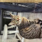 Photo de chat perdu à Sarzeau