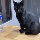 Photo de chat perdu à Brive La Gaillarde