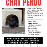 Photo de chat perdu à Argenteuil