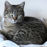 Photo de chat perdu à Gap