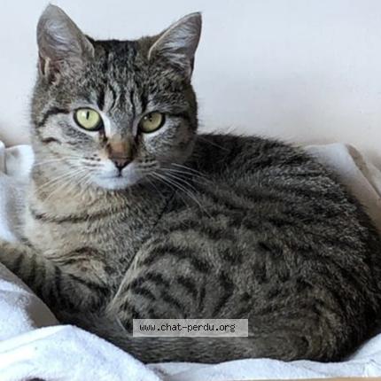 Photo 1/1 Chat retrouvé Perdu à Gap