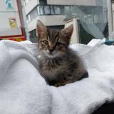 Photo de chat trouvé à Chonas L Amballan