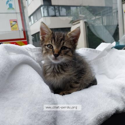 Photo 1/1 Chat retrouvé Trouvé à Chonas l amballan