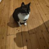 Photo de chat perdu à Pageas