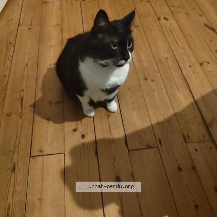 Photo 1/1 Chat retrouvé Perdu à Pageas