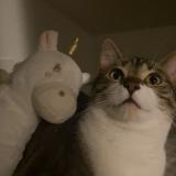 Photo de chat perdu à Etampes