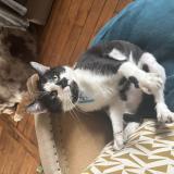 Photo de chat perdu à Chatillon