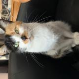 Photo de chat perdu à Roubaix