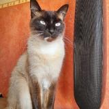 Photo de chat perdu à Vannes