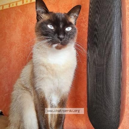 Photo 1/1 Chat retrouvé Perdu à Vannes