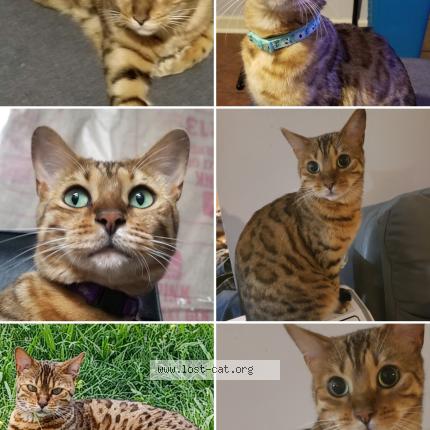 Photo 1/1 Loki Chat perdu à Conway