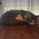 Photo de chat perdu à Podensac