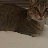 Photo de chat perdu à Lons