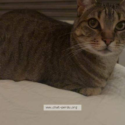 Photo 1/1 Chat retrouvé Perdu à Lons