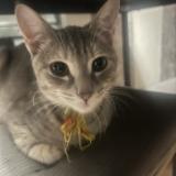 Photo de chat perdu à Saint Leu La Foret