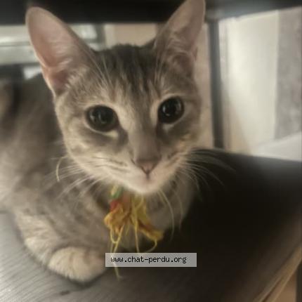 Photo 1/1 Chat retrouvé Perdu à Saint leu la foret