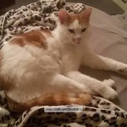 Photo 1/1 Apollon Chat perdu à Mons