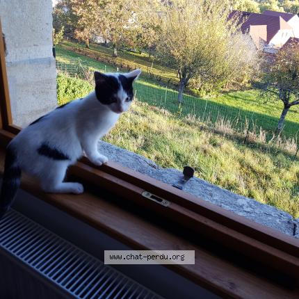 Photo 1/1 Kazou Chat perdu à Marigna sur valouse