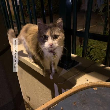 Photo 1/5 Chat retrouvé Trouvé à Bagneux